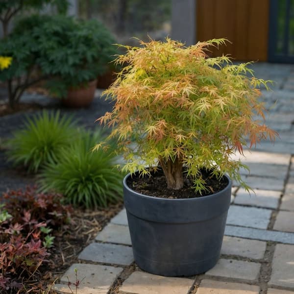 Japanin vaahtera - 2 kpl - Acer palmatum 'Katsura' - Korkeus 60-70cm - ⌀19cm