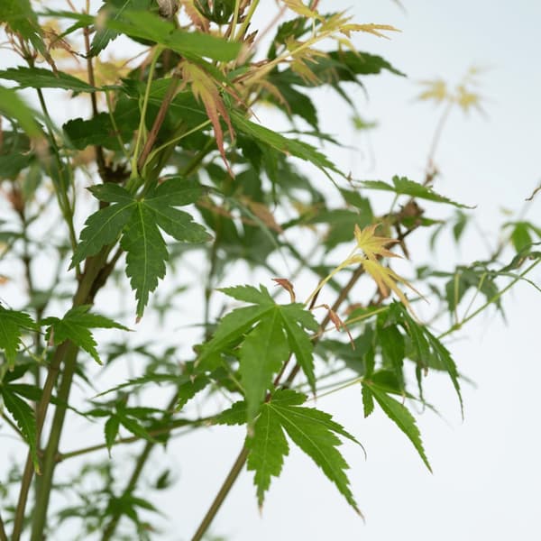 Japanin vaahtera - 2 kpl - Acer palmatum 'Katsura' - Korkeus 60-70cm - ⌀19cm