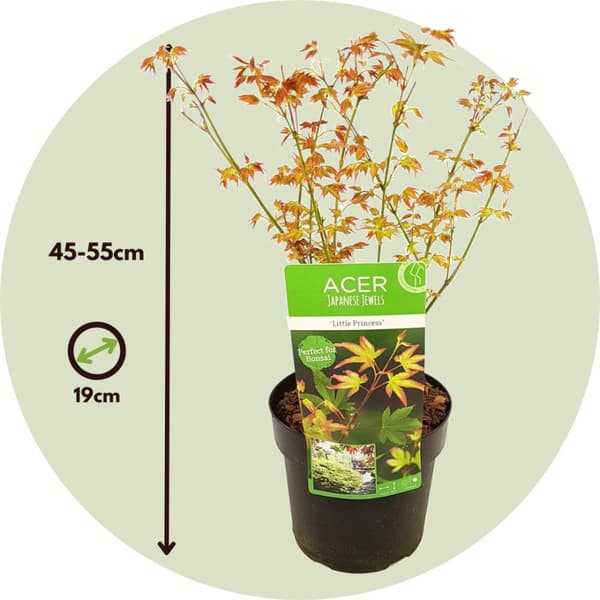 Japansk lönn - Acer palmatum 'Little Princess' - Höjd 45-55cm - ⌀19cm