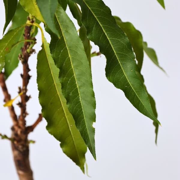 Ferskentræ - Sæt med 2 - Prunus 'Bonanza' - Højde 60-70cm - ⌀15cm