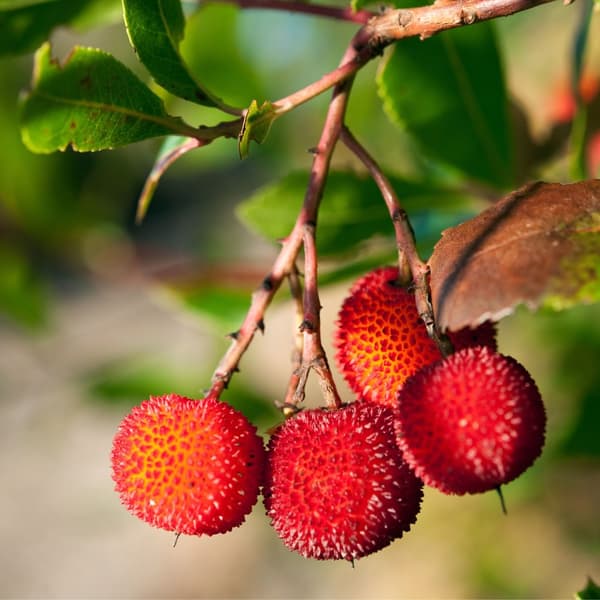 Jordbærtræ - Sæt med 3 - Arbutus 'Unedo' - Højde 25-40cm - ⌀9cm