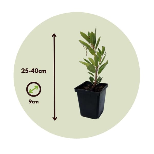 Jordbærtræ - Sæt med 3 - Arbutus 'Unedo' - Højde 25-40cm - ⌀9cm