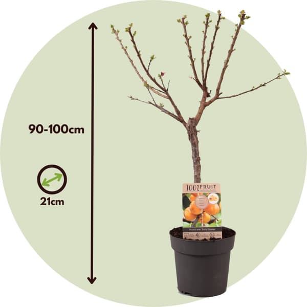 Abrikostræ - Prunus armeniaca - Højde 90-100cm - ⌀21cm