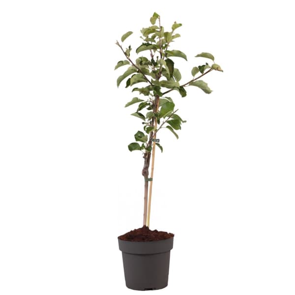 Äppelträd - Malus domestica 'Elstar' - Höjd 90-100cm - ⌀21cm