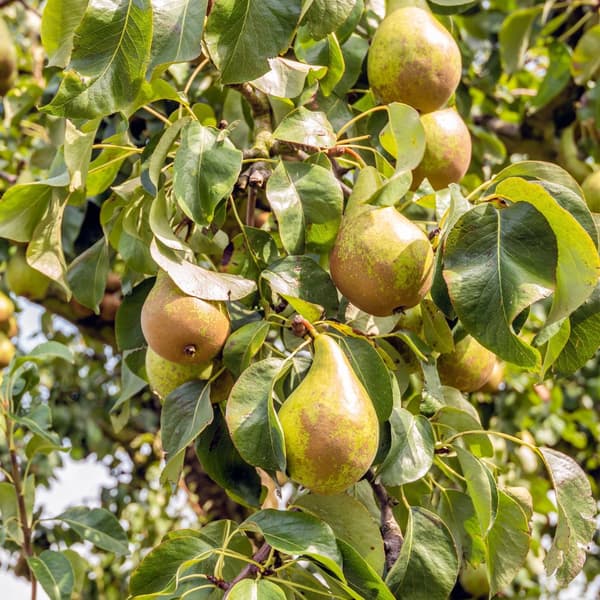 Päronträd - Pyrus communis 'Conference' - Höjd 90-100cm - ⌀21cm