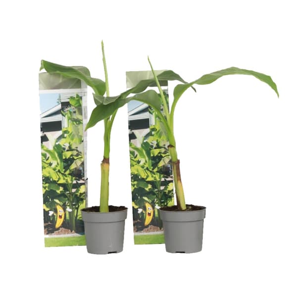 Bananväxt - Set om 2 - Musa basjoo - Höjd 25-40cm - ⌀9cm