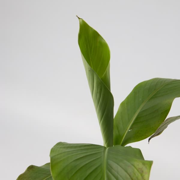 Bananpalme - Sæt med 6 - Musa basjoo - Højde 25-40cm - ⌀9cm