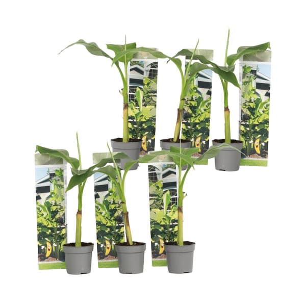 Bananväxt - Set om 6 - Musa basjoo - Höjd 25-40cm - ⌀9cm