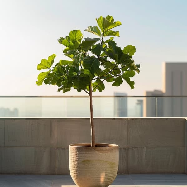 Fikon - Ficus Carica - Höjd 70-90cm - ⌀21cm