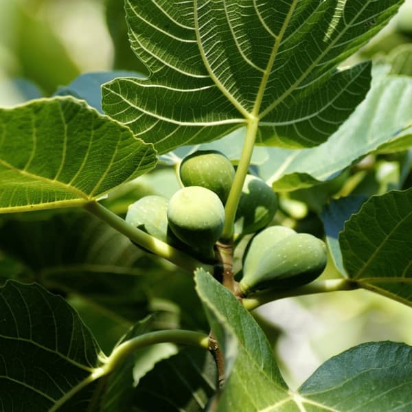 Fikon - Ficus Carica - Höjd 70-90cm - ⌀21cm