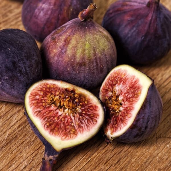 Fikon - Ficus Carica - Höjd 70-90cm - ⌀21cm