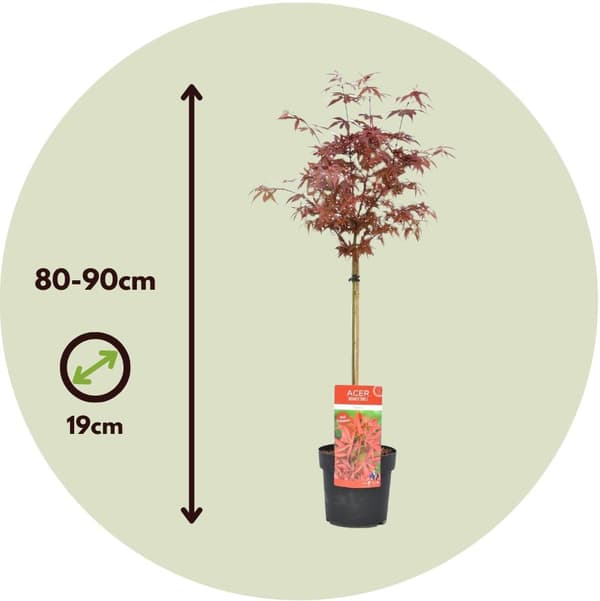 Japansk ahorn - Acer palmatum 'Shaina' - Højde 80-90cm - ⌀19cm