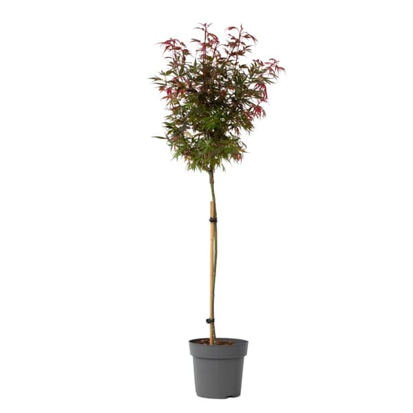 Japansk lönn - Acer palmatum 'Shaina' - Höjd 80-90cm - ⌀19cm