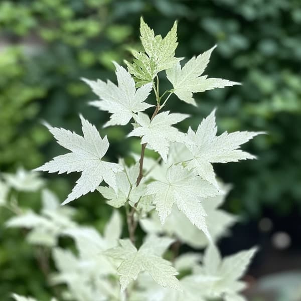 Japansk lönn - Acer palmatum 'Ukigumo' - Höjd 50-60cm - ⌀19cm