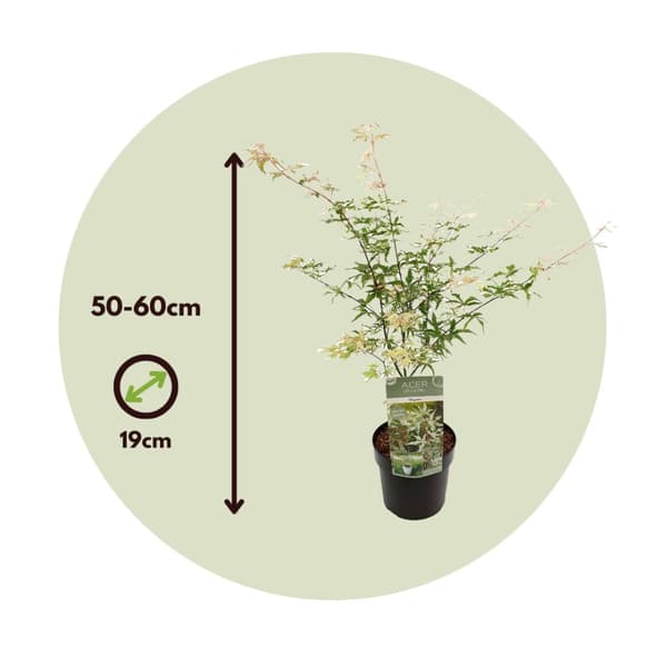 Japansk lönn - Set om 2 - Acer palmatum 'Ukigumo' - Höjd 50-60cm - ⌀19cm