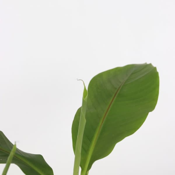 Bananväxt - Set om 4 - Musa basjoo - Höjd 25-40cm - ⌀9cm