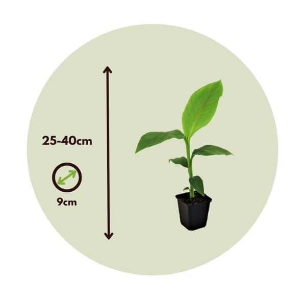 Bananväxt - Set om 4 - Musa basjoo - Höjd 25-40cm - ⌀9cm
