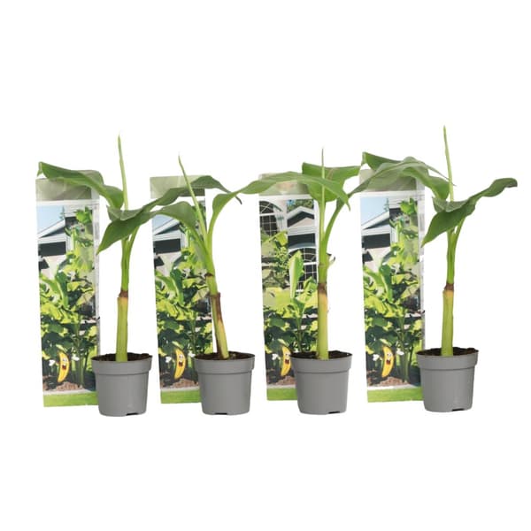 Bananväxt - Set om 4 - Musa basjoo - Höjd 25-40cm - ⌀9cm