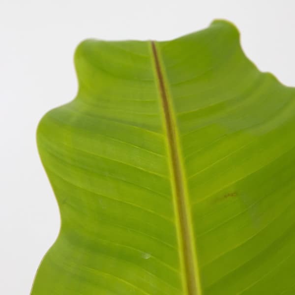 Bananväxt - Musa basjoo - Höjd 55-70cm - ⌀21cm