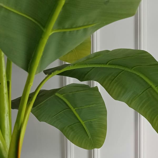 Bananväxt - Musa basjoo - Höjd 55-70cm - ⌀21cm