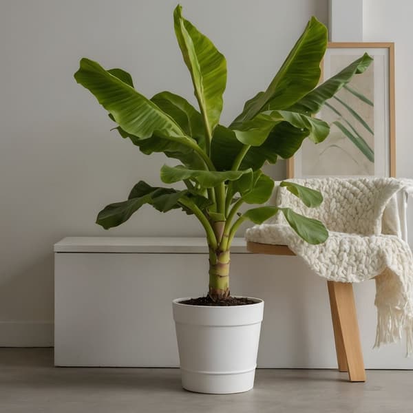 Bananpalme - Sæt med 2 - Musa basjoo - Højde 55-70cm - ⌀21cm