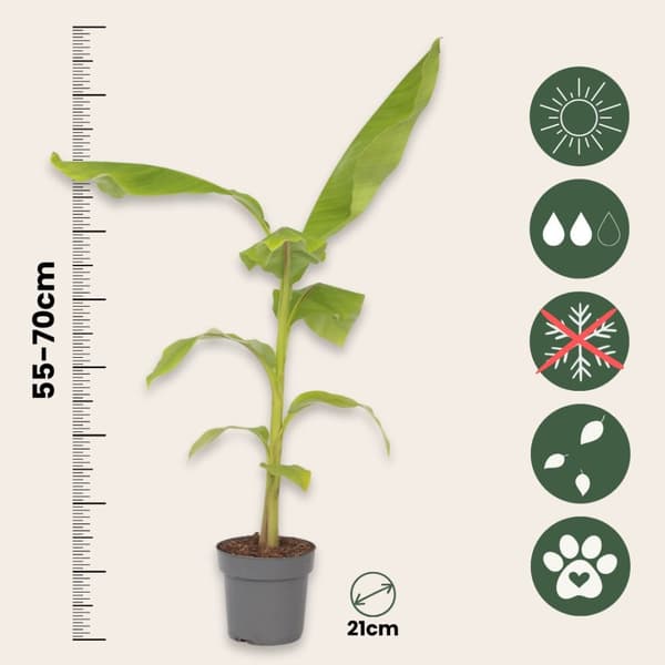 Bananpalme - Sæt med 2 - Musa basjoo - Højde 55-70cm - ⌀21cm