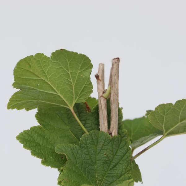 Vinbärsväxt - Set om 2 - Ribes rubrum 'Jonkheer van Tets' - Höjd 50-60cm - ⌀15cm