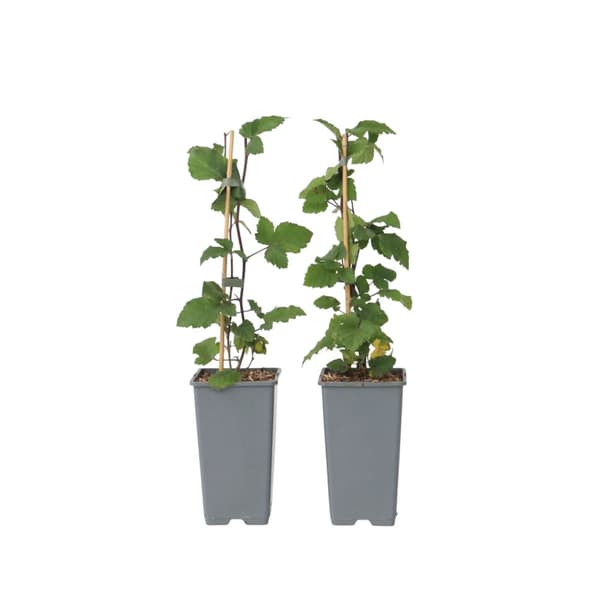 Vinbärsväxt - Set om 2 - Ribes rubrum 'Jonkheer van Tets' - Höjd 50-60cm - ⌀15cm