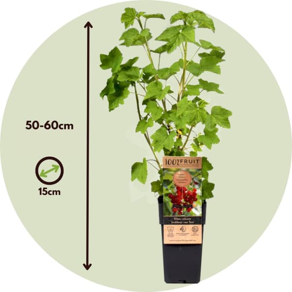 Karviaiskasvi - 4 kpl - Ribes rubrum 'Jonkheer van Tets' - K50-60cm - ⌀15cm