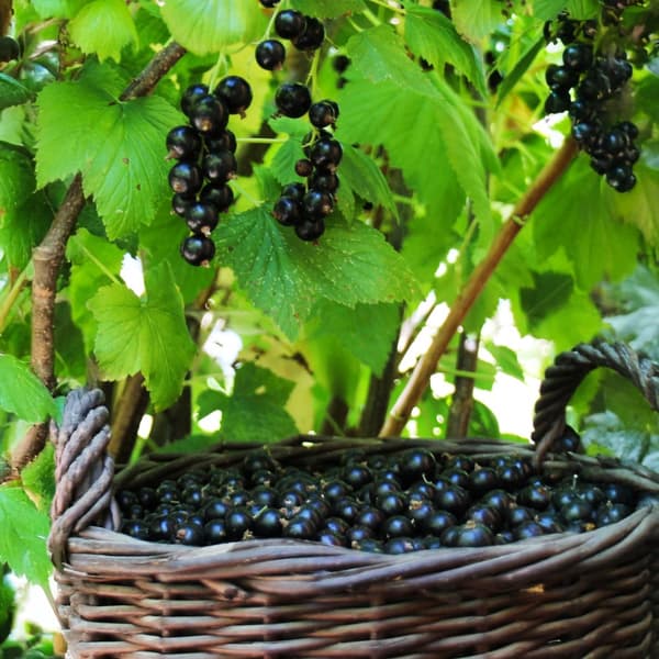 Svartvinbärsväxt - Ribes nigrum 'Titania' - Höjd 90-100cm - ⌀21cm