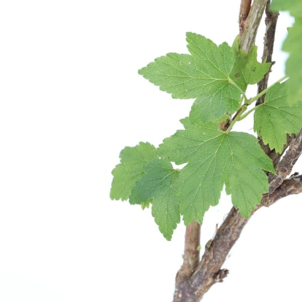 Svartvinbärsväxt - Set om 2 - Ribes nigrum 'Titania' - Höjd 90-100cm - ⌀21cm