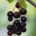 Miniatyrbild 4 av 4: Svartvinbärsväxt - Set om 2 - Ribes nigrum 'Titania' - Höjd 90-100cm - ⌀21cm