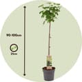 Miniatyrbild 2 av 4: Svartvinbärsväxt - Set om 2 - Ribes nigrum 'Titania' - Höjd 90-100cm - ⌀21cm