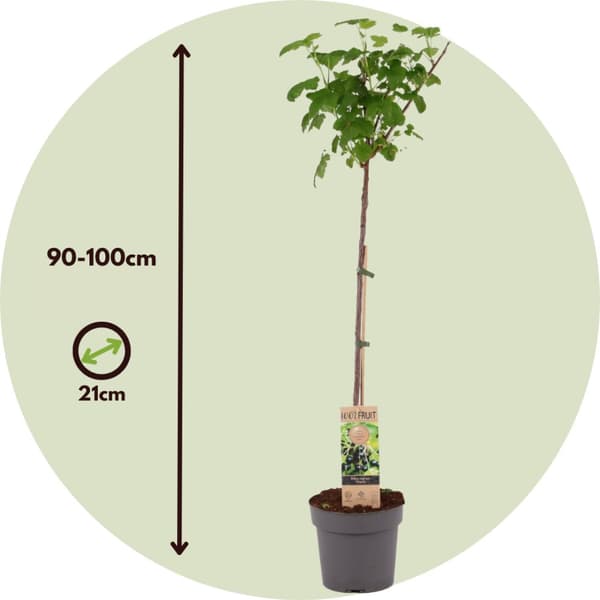 Svartvinbärsväxt - Set om 2 - Ribes nigrum 'Titania' - Höjd 90-100cm - ⌀21cm