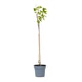 Miniatyrbild 1 av 4: Svartvinbärsväxt - Set om 2 - Ribes nigrum 'Titania' - Höjd 90-100cm - ⌀21cm