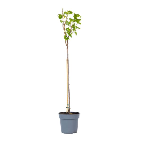 Svartvinbärsväxt - Set om 2 - Ribes nigrum 'Titania' - Höjd 90-100cm - ⌀21cm