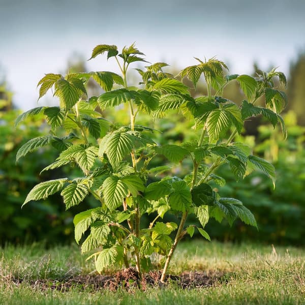 Kompakt sommerhindbær - Sæt med 2 - Rubus idaeus - Højde 50-60cm - ⌀15cm