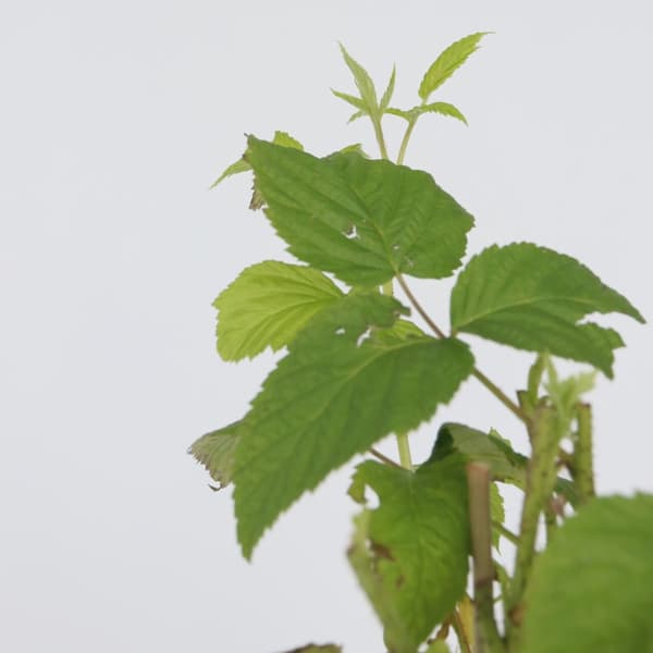 Kompakt sommerhindbær - Sæt med 2 - Rubus idaeus - Højde 50-60cm - ⌀15cm