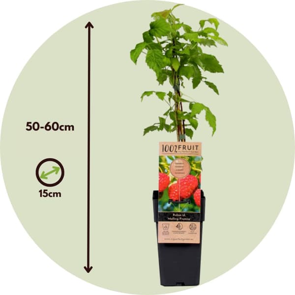 Kompakt sommerhindbær - Sæt med 2 - Rubus idaeus - Højde 50-60cm - ⌀15cm