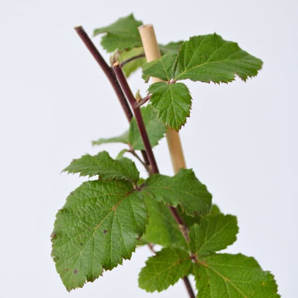 Brombær - Sæt med 2 - Rubus fruticosus 'Thornfree' - Højde 50-60cm - ⌀15cm
