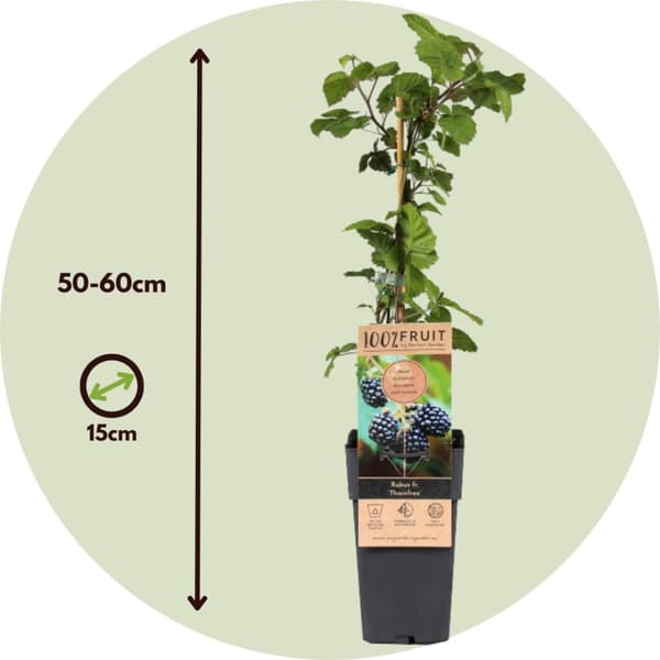 Brombær - Sæt med 2 - Rubus fruticosus 'Thornfree' - Højde 50-60cm - ⌀15cm
