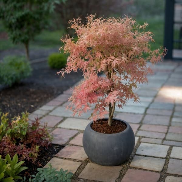 Japansk lönn - Set om 2 - Acer 'Ukigumo', Acer 'Taylor' - Höjd 35-55cm - ⌀15cm