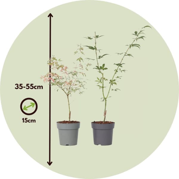 Japansk lönn - Set om 2 - Acer 'Ukigumo', Acer 'Taylor' - Höjd 35-55cm - ⌀15cm