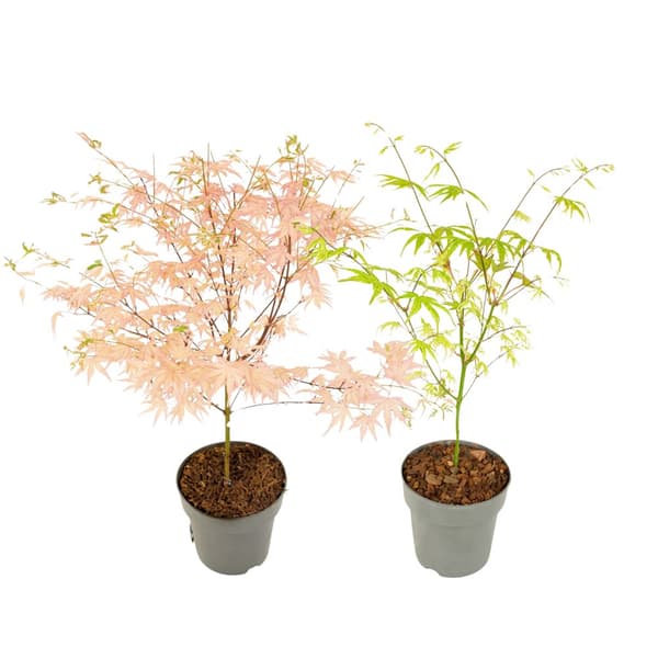 Japansk lönn - Set om 2 - Acer 'Ukigumo', Acer 'Taylor' - Höjd 35-55cm - ⌀15cm