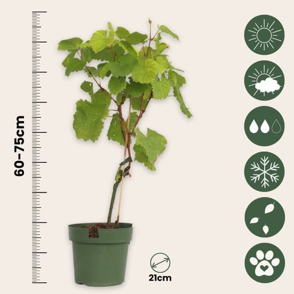 Druvväxt - Set om 2 - Vitis ‘Himrod’, Vitis ‘Vanessa’ - Höjd 60-75cm - ⌀21cm