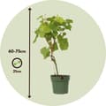 Miniatyrbild 2 av 2: Druvväxt - Vitis vinifera ‘Vanessa’ - Höjd 60-75cm - ⌀21cm