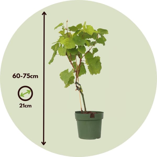 Druvväxt - Vitis vinifera ‘Vanessa’ - Höjd 60-75cm - ⌀21cm