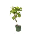 Miniatyrbild 1 av 2: Druvväxt - Vitis vinifera ‘Vanessa’ - Höjd 60-75cm - ⌀21cm
