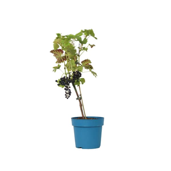 Druvväxt - Vitis vinifera ‘Nero’ - Höjd 60-75cm - ⌀21cm