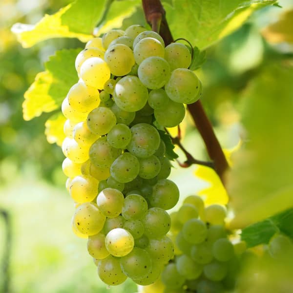 Druvväxt - Vitis vinifera ‘Himrod’ - Höjd 60-75cm - ⌀21cm